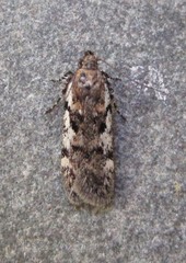 Chionodes thoraceochrella
