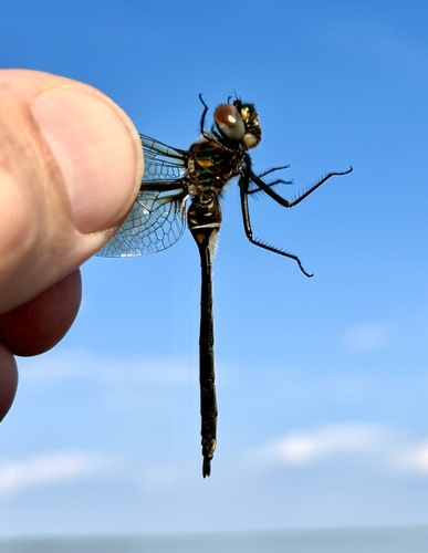 Delicate Emerald
