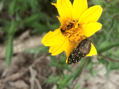 Acmaeodera rubronotata