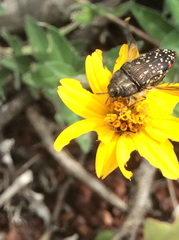 Acmaeodera rubronotata