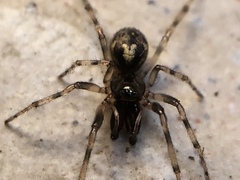 Enoplognatha