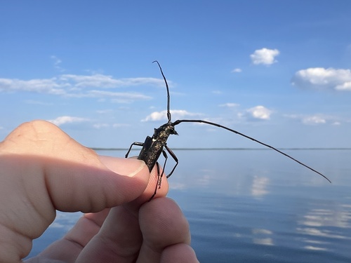 White-spotted Sawyer