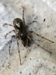 Enoplognatha