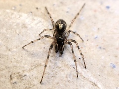 Enoplognatha