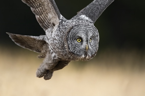 American Great Gray Owl photographed in Wyoming