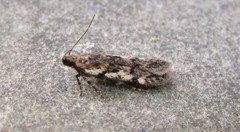 Chionodes thoraceochrella