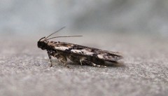 Chionodes thoraceochrella