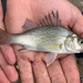 White Perch - Photo (c) joe_cutler, some rights reserved (CC BY-NC)
