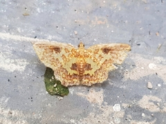 Pseudopolynesia amplificata