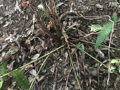 Woodwardia japonica