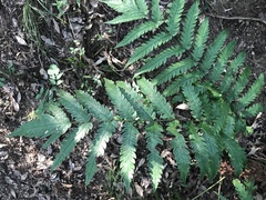 Woodwardia japonica