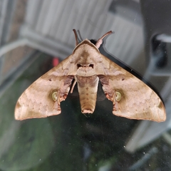Daphnusa ocellaris