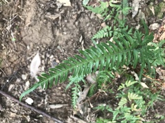 Pteris dispar