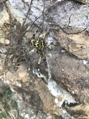 Argiope bruennichi