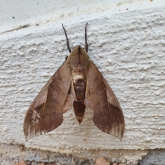 Clanis stenosema