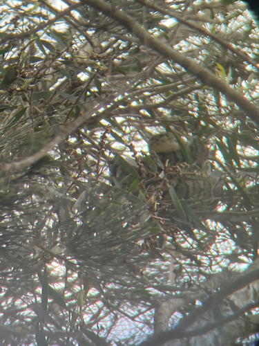 Coastal Carpet Python sighting