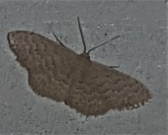 Idaea philocosma