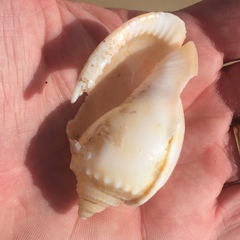 Phalium bandatum