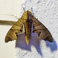 Marumba dyras