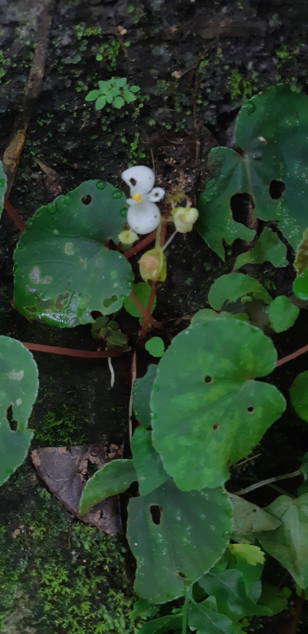 Begonia integrifolia (Begonia integrifolia)