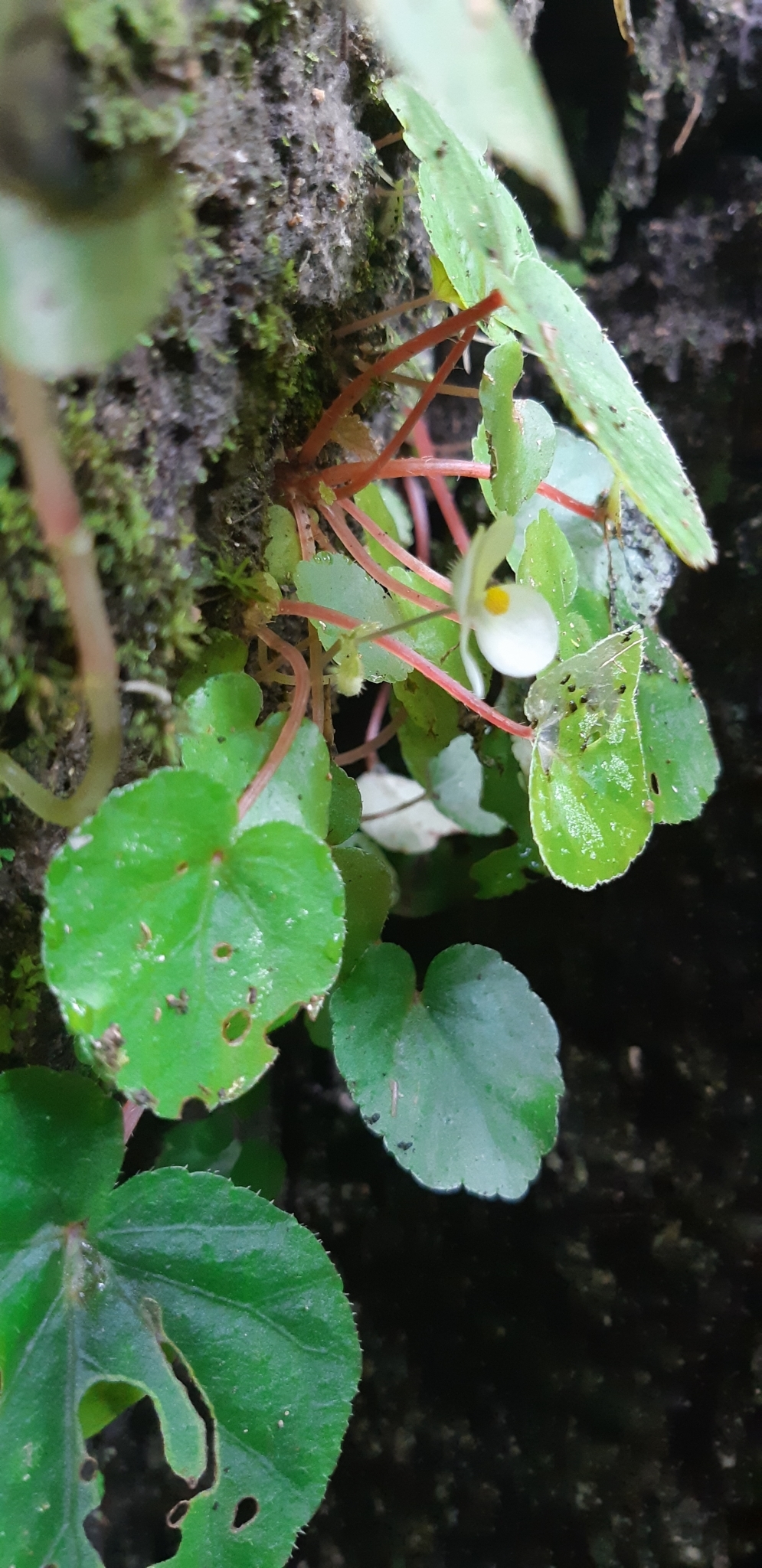 Begonia integrifolia — ảnh 2