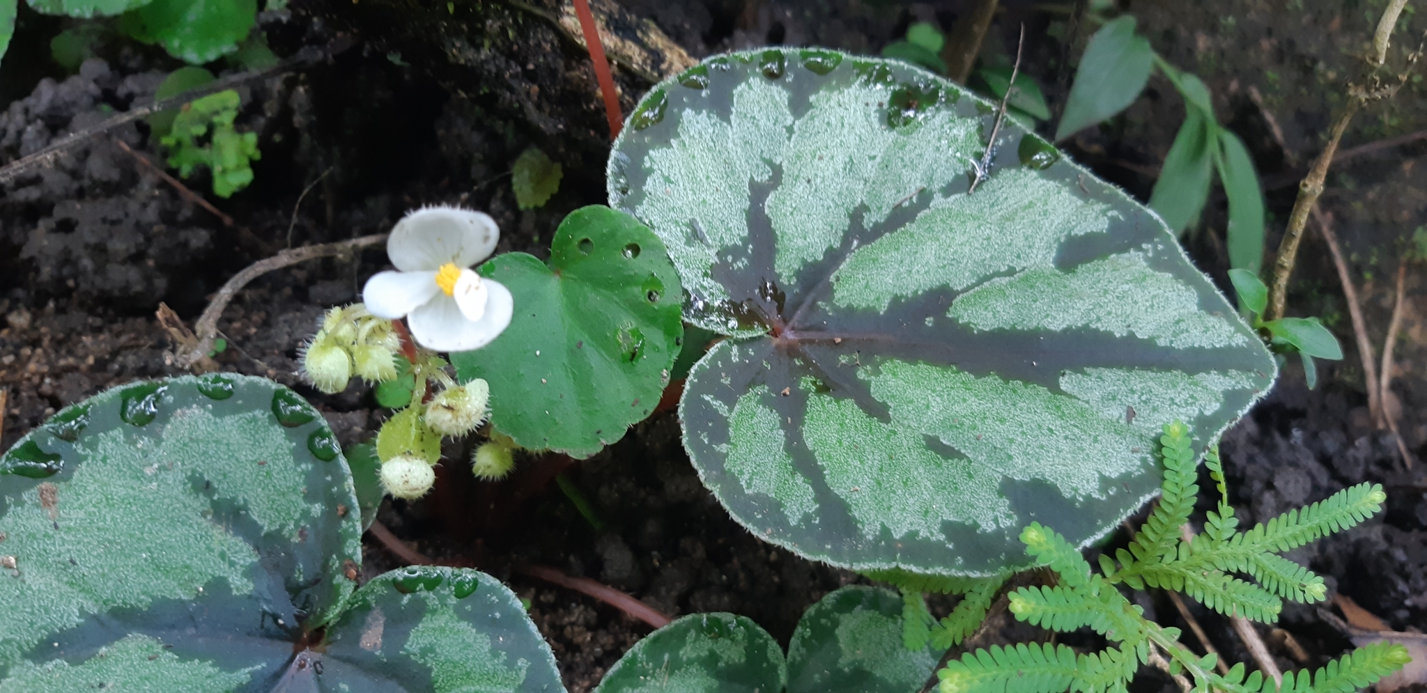 Begonia alicida (Begonia alicida)