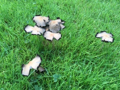 Candolleomyces candolleanus
