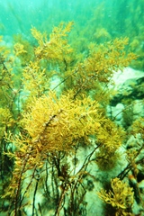 Caulocystis cephalornithos