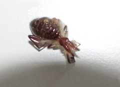 Gluviopsis rufescens