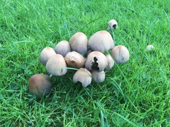 Candolleomyces candolleanus