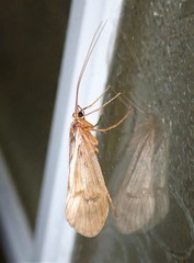 Halesus radiatus