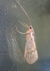 Halesus radiatus