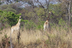 Giraffa camelopardalis giraffa