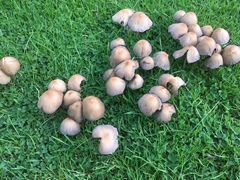 Candolleomyces candolleanus