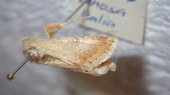 Heliothis nubigera