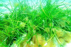 Posidonia