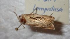 Agrotis spinifera