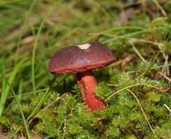 Boletus barragensis