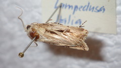 Agrotis spinifera