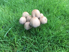 Candolleomyces candolleanus