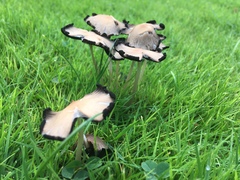 Candolleomyces candolleanus