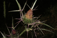 Cirsium italicum