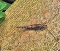 Petrobiinae
