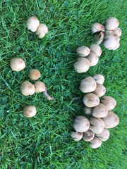 Candolleomyces candolleanus