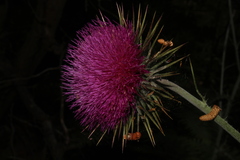 Carduus nutans taygeteus