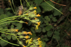 Pilosella piloselloides piloselloides