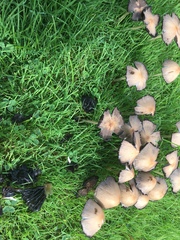 Candolleomyces candolleanus