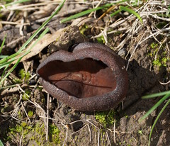 Peziza thozetii
