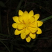 Scorzonera crocifolia - Photo (c) Σάββας Ζαφειρίου (Savvas Zafeiriou),  זכויות יוצרים חלקיות (CC BY-NC), הועלה על ידי Σάββας Ζαφειρίου (Savvas Zafeiriou)