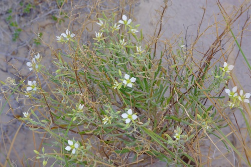 White Sands fanmustard (Nerisyrenia linearifolia)